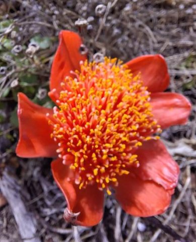 Haemanthus coccineus umbel